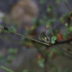 Ononis hispida subsp. arborescens