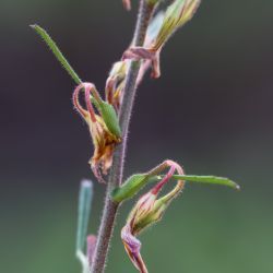 Ononis maweana