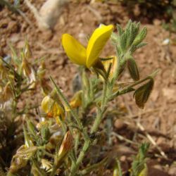 Ononis natrix subsp. arganietorum