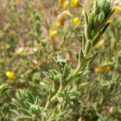 Ononis natrix subsp. arganietorum