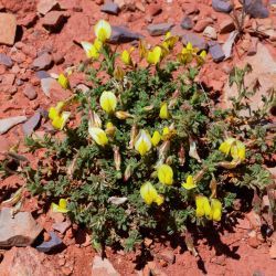Ononis natrix subsp. prostrata