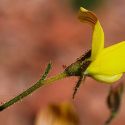 Ononis natrix subsp. prostrata