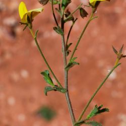 Ononis natrix subsp. prostrata