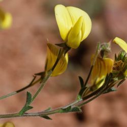 Ononis natrix subsp. prostrata