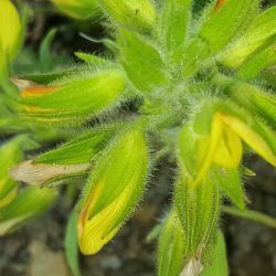 Ononis pubescens