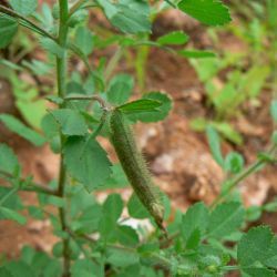 Ononis reclinata