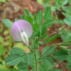 Ononis reclinata