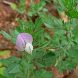 Ononis reclinata