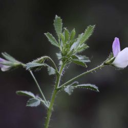 Ononis reclinata