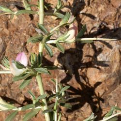 Ononis spinosa subsp. antiquorum