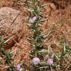 Ononis spinosa subsp. antiquorum