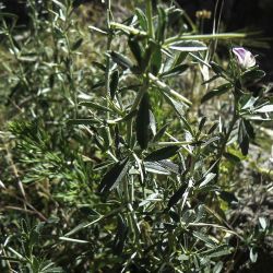 Ononis spinosa subsp. antiquorum