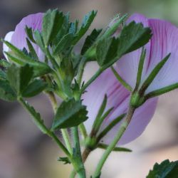 Ononis thomsonii subsp. thomsonii