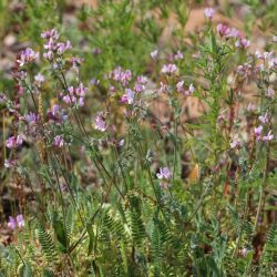Ornithopus sativus subsp. isthmocarpus