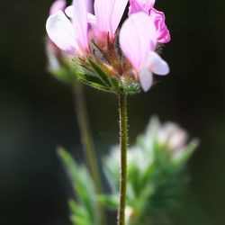 Ornithopus sativus subsp. isthmocarpus