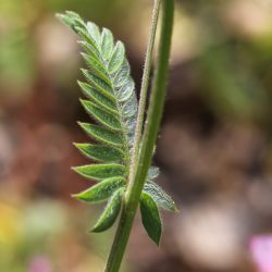 Ornithopus sativus subsp. isthmocarpus