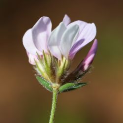 Ornithopus sativus subsp. isthmocarpus