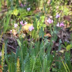 Ornithopus sativus subsp. isthmocarpus