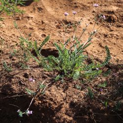 Ornithopus sativus subsp. isthmocarpus