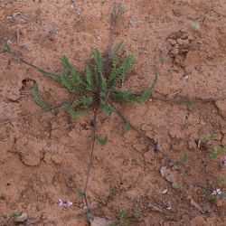 Ornithopus sativus subsp. isthmocarpus