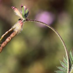 Ornithopus sativus subsp. isthmocarpus