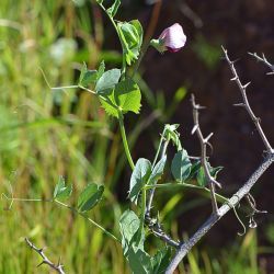 Pisum sativum subsp. elatius