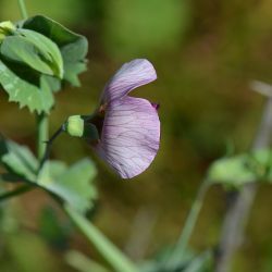 Pisum sativum subsp. elatius