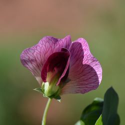 Pisum sativum subsp. elatius
