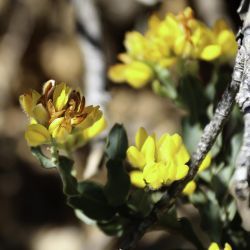 Pterospartum tridentatum
