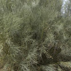 Retama dasycarpa