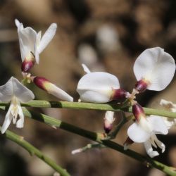 Retama monosperma subsp. monosperma