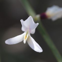 Retama monosperma subsp. monosperma