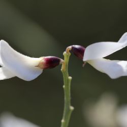 Retama monosperma subsp. monosperma