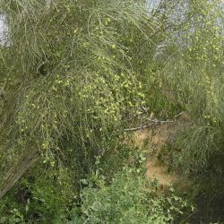 Retama monosperma subsp. monosperma
