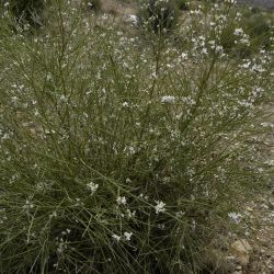 Retama monosperma subsp. monosperma