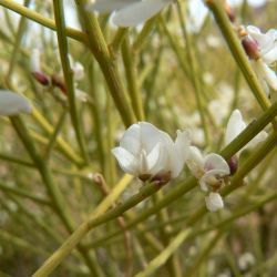 Retama monosperma subsp. monosperma