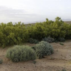 Retama sphaerocarpa