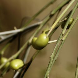 Retama sphaerocarpa