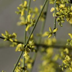 Retama sphaerocarpa