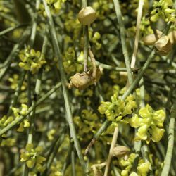 Retama sphaerocarpa