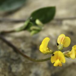 Scorpiurus muricatus