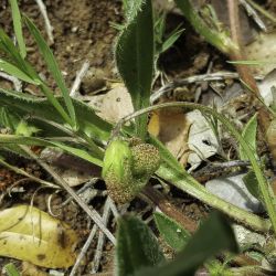 Scorpiurus vermiculatus