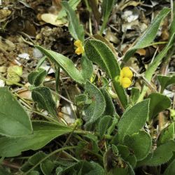 Scorpiurus vermiculatus