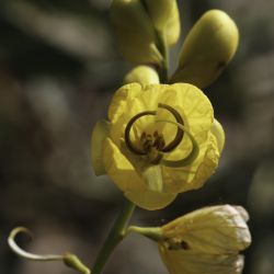 Senna alexandrina