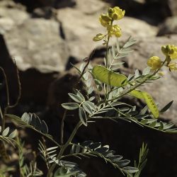 Senna alexandrina