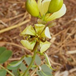 Senna italica