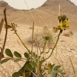 Senna italica