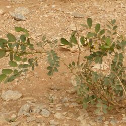 Senna italica