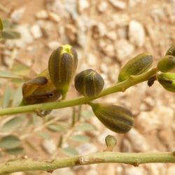 Senna italica