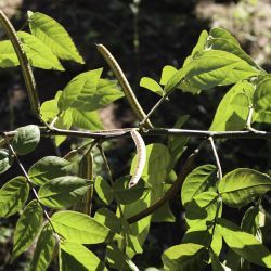 Senna occidentalis